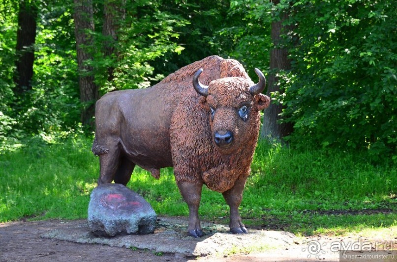 Подмосковные зубры - какие они?