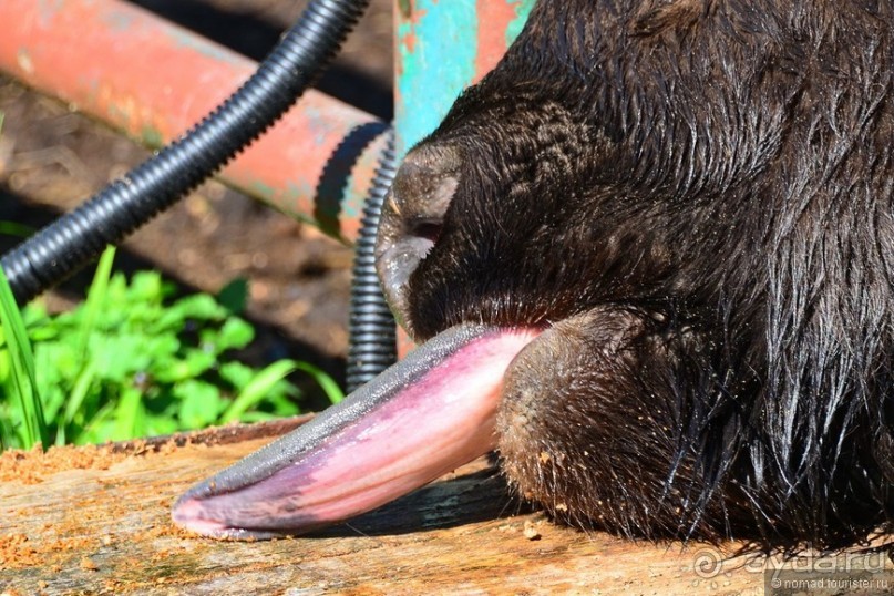 Подмосковные зубры - какие они?