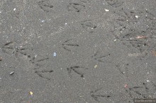 2226 километров по стране чудес. Исландия. Часть 7