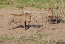 Акуна матата, или даешь сафари! Часть 4