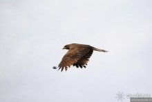 Акуна матата, или даешь сафари! Часть 4