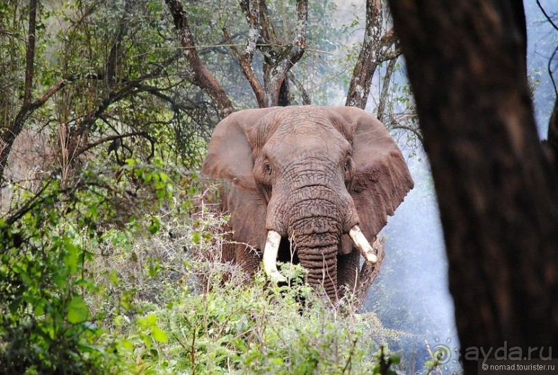 Акуна матата, или даешь сафари! Часть 4