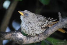 Акуна матата, или даешь сафари! Часть 4