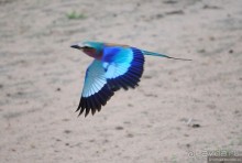 Акуна матата, или даешь сафари! Часть 4