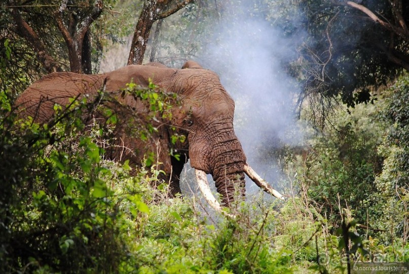 Акуна матата, или даешь сафари! Часть 4
