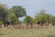 Акуна матата, или даешь сафари! Часть 4