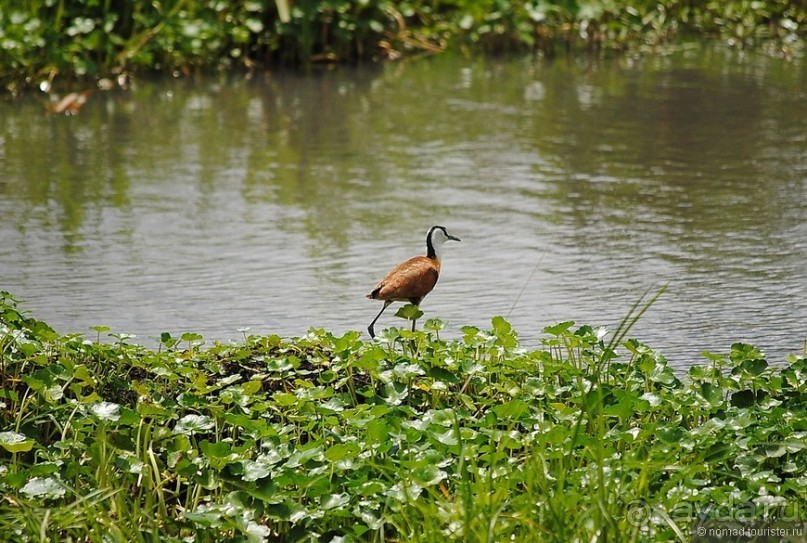 Акуна матата, или даешь сафари! Часть 4