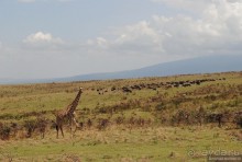 Акуна матата, или даешь сафари! Часть 4