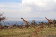 Акуна матата, или даешь сафари! Часть 4