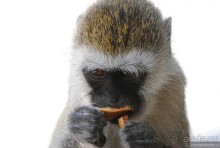 Акуна матата, или даешь сафари! Часть 4