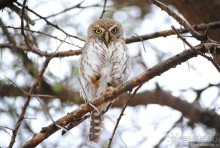 Акуна матата, или даешь сафари! Часть 4