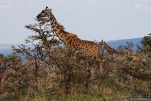 Акуна матата, или даешь сафари! Часть 4