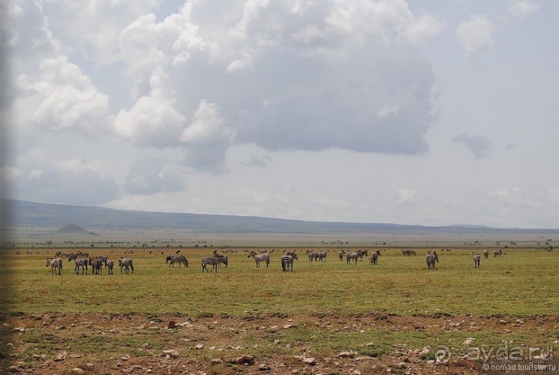 Акуна матата, или даешь сафари! Часть 4
