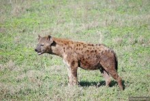 Акуна матата, или даешь сафари! Часть 4