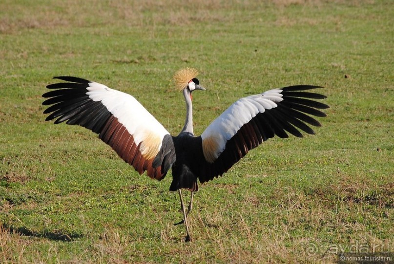 Акуна матата, или даешь сафари! Часть 4