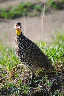 Акуна матата, или даешь сафари! Часть 4