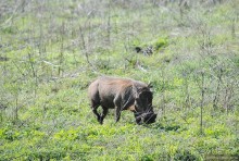 Акуна матата, или даешь сафари! Часть 4