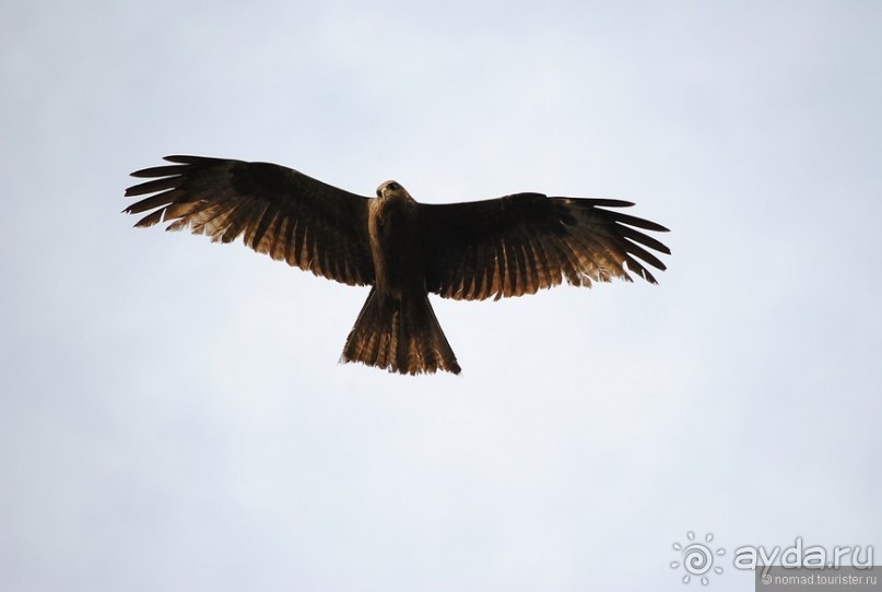 Акуна матата, или даешь сафари! Часть 4