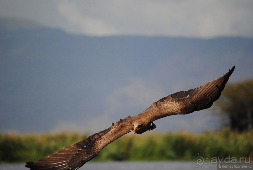 Акуна матата, или даешь сафари! Часть 4