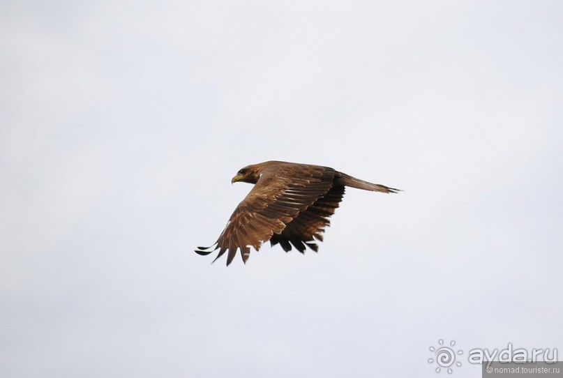 Акуна матата, или даешь сафари! Часть 4 Акуна матата, или даешь сафари! Часть 4