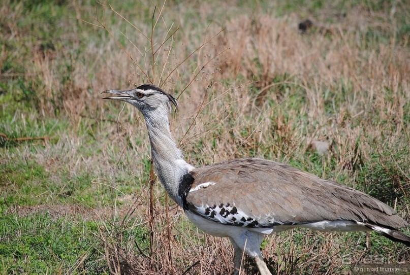 Акуна матата, или даешь сафари! Часть 4 Акуна матата, или даешь сафари! Часть 4