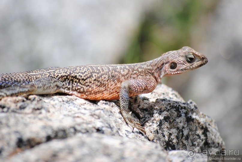 Акуна матата, или даешь сафари! Часть 4 Акуна матата, или даешь сафари! Часть 4