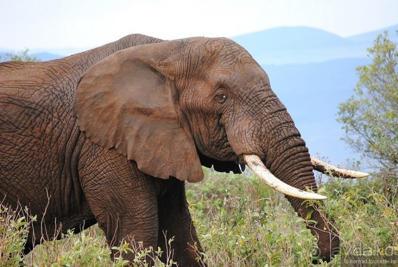 Акуна матата, или даешь сафари! Часть 4 Акуна матата, или даешь сафари! Часть 4