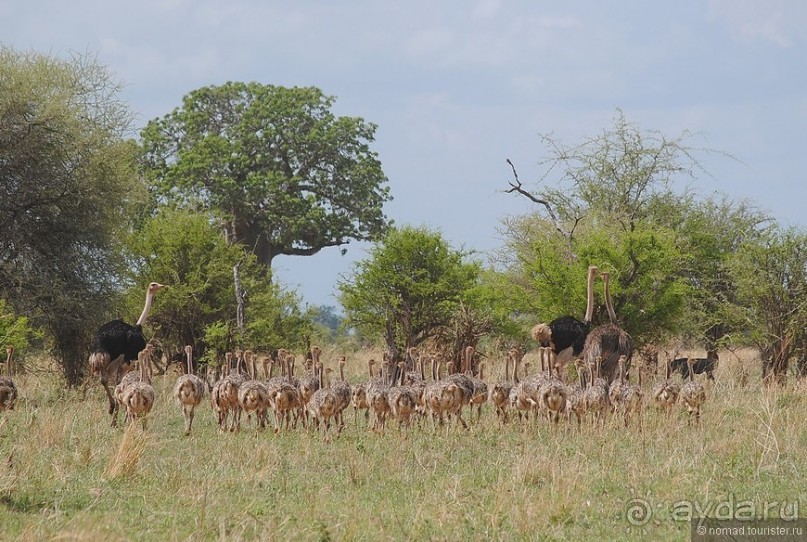 Акуна матата, или даешь сафари! Часть 4 Акуна матата, или даешь сафари! Часть 4