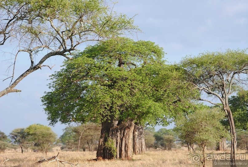 Акуна матата, или даешь сафари! Часть 4 Акуна матата, или даешь сафари! Часть 4