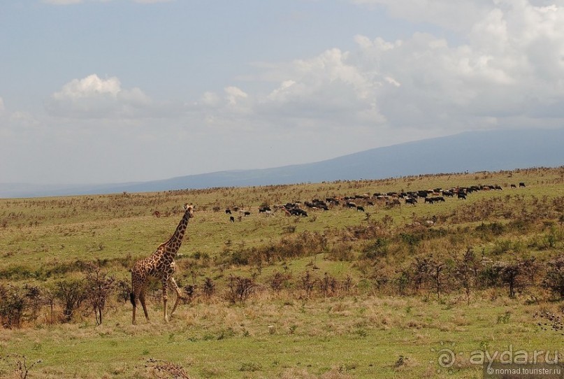 Акуна матата, или даешь сафари! Часть 4 Акуна матата, или даешь сафари! Часть 4