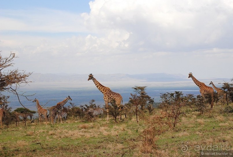 Акуна матата, или даешь сафари! Часть 4 Акуна матата, или даешь сафари! Часть 4