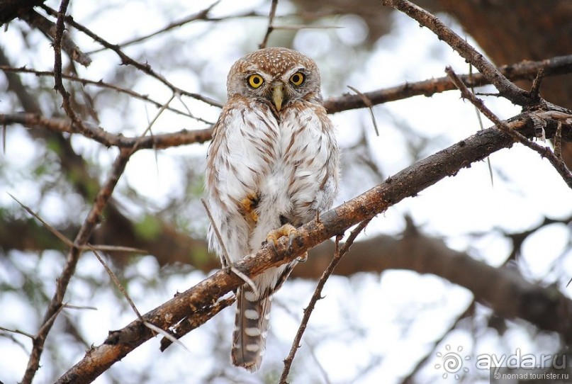 Акуна матата, или даешь сафари! Часть 4 Акуна матата, или даешь сафари! Часть 4