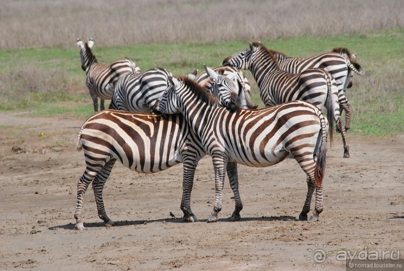 Акуна матата, или даешь сафари! Часть 4 Акуна матата, или даешь сафари! Часть 4