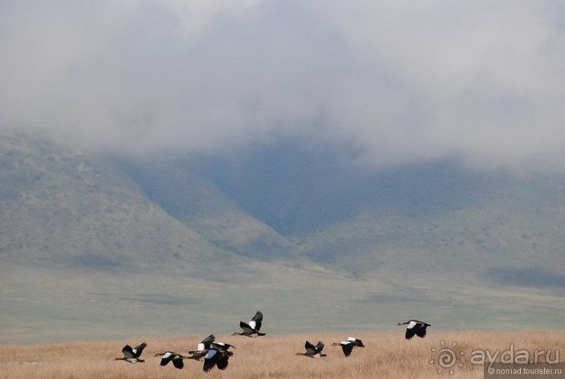 Акуна матата, или даешь сафари! Часть 4 Акуна матата, или даешь сафари! Часть 4