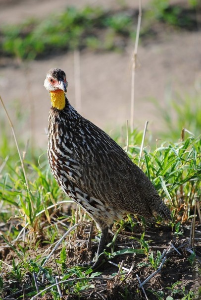 Акуна матата, или даешь сафари! Часть 4 Акуна матата, или даешь сафари! Часть 4