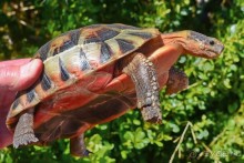 Африканский калейдоскоп. Часть 2