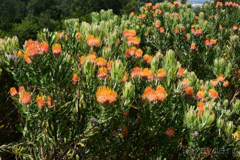 Африканский калейдоскоп. Часть 2