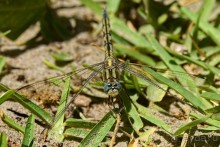 Африканский калейдоскоп. Часть 2