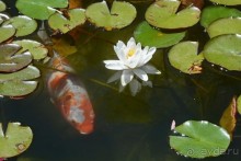 Африканский калейдоскоп. Часть 2