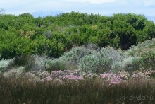 Африканский калейдоскоп. Часть 2