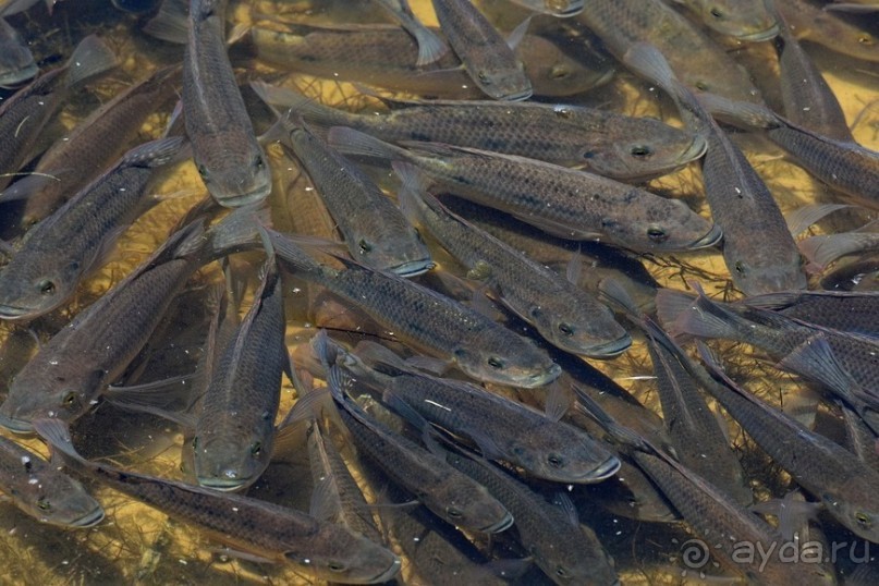 Африканский калейдоскоп. Часть 2