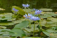 Африканский калейдоскоп. Часть 2