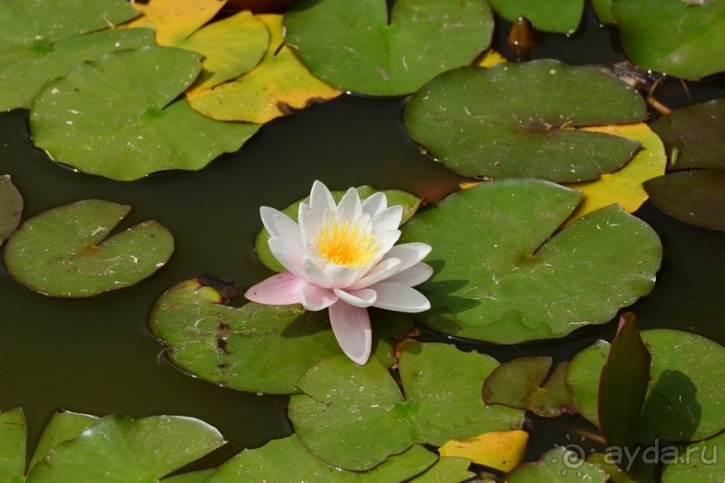 Африканский калейдоскоп. Часть 2