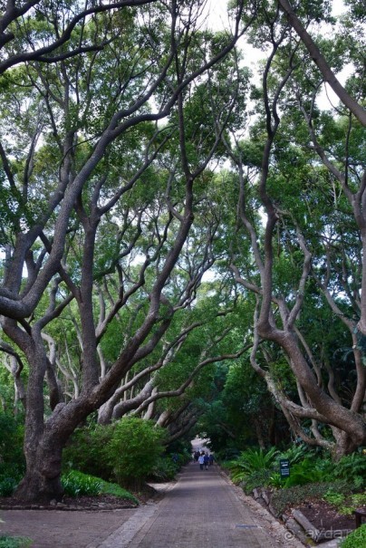 Африканский калейдоскоп. Часть 2