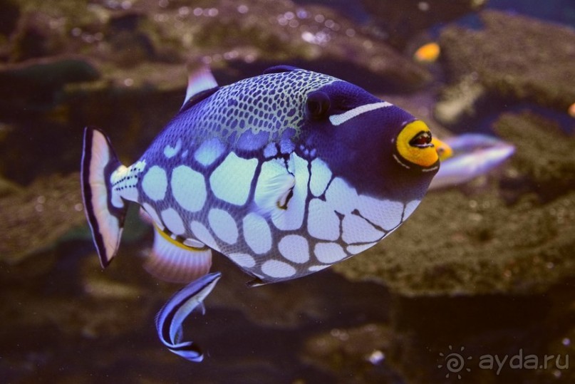 Африканский калейдоскоп. Часть 2