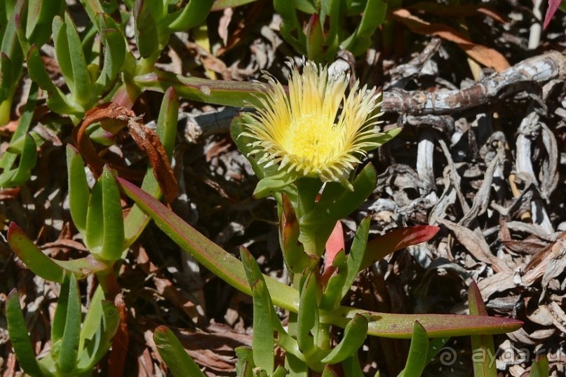 Африканский калейдоскоп. Часть 2