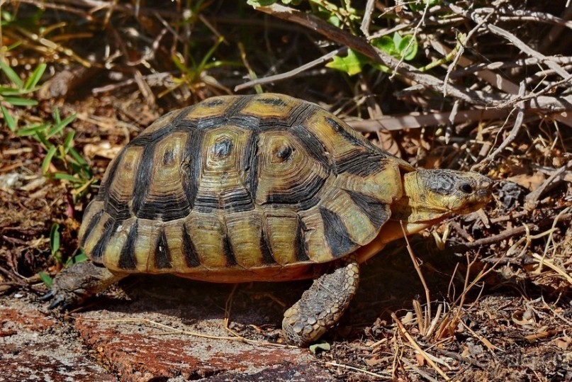 Африканский калейдоскоп. Часть 2