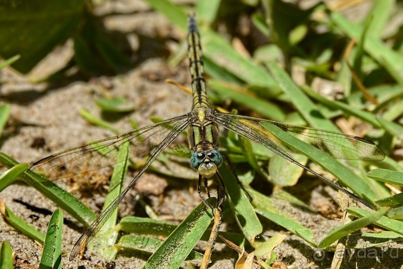 Африканский калейдоскоп. Часть 2