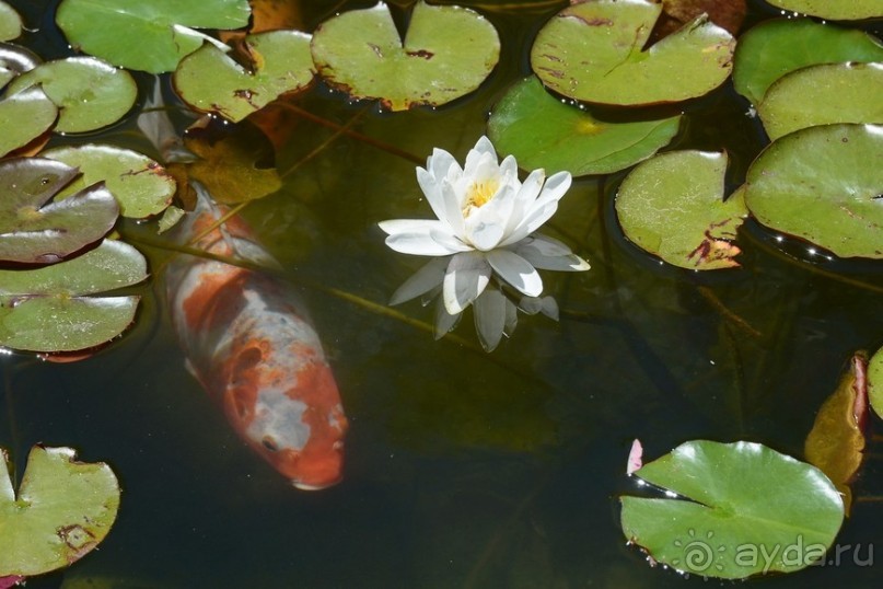 Африканский калейдоскоп. Часть 2