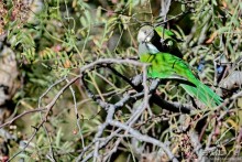 Альбом отзыва "Bolivia te espera! Часть 2"